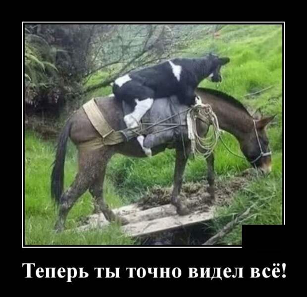 Демотиваторы (20 фото)