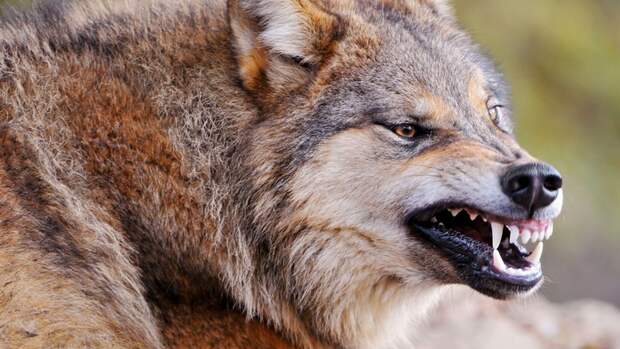 Картинка: волк, зверь, санитар, хищник, оскал, клыки, злость / 395657 - bestforce.ru