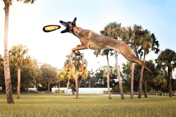 Малинуа — собака, которая умеет летать. Кому подходит и&nbsp;как воспитывать?