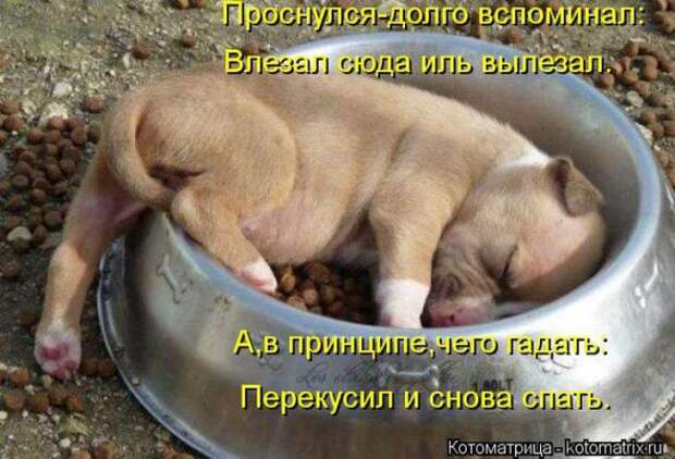 Котоматрицы