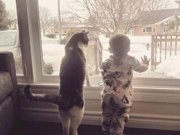 дети и коты, ребёнок и кот, kids with cats