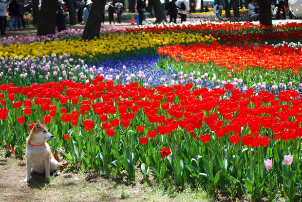 NewPix.ru - «Hitachi Seaside Park» сад цветов в Японии