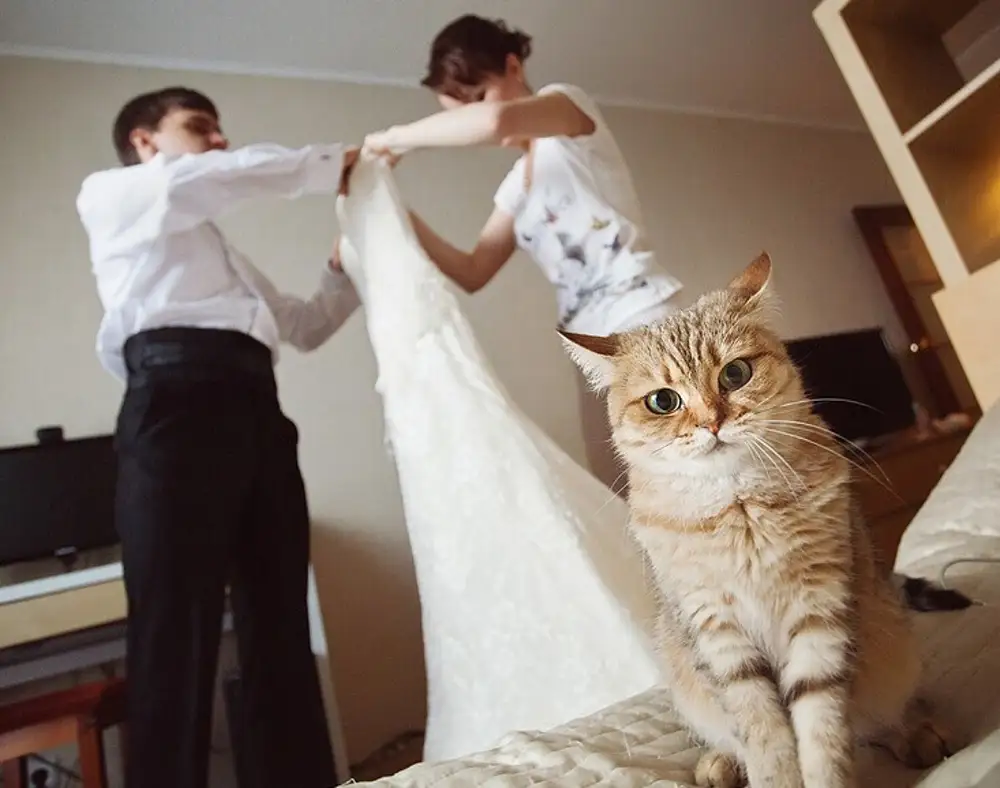 Кошка муж кошка жена. Свадебные коты. Свадебная фотосессия с котом. Кот жених. Коты в свадебных нарядах.