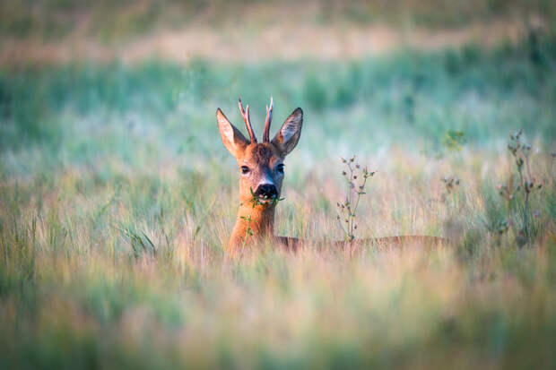Roe deer by Alexander Schitschka on 500px.com