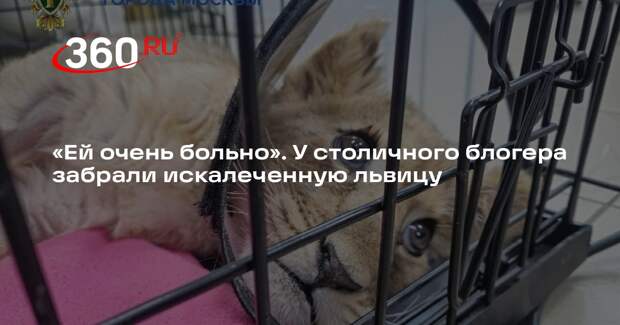 У блогера из Москвы забрали искалеченную львицу и передали в зоопарк