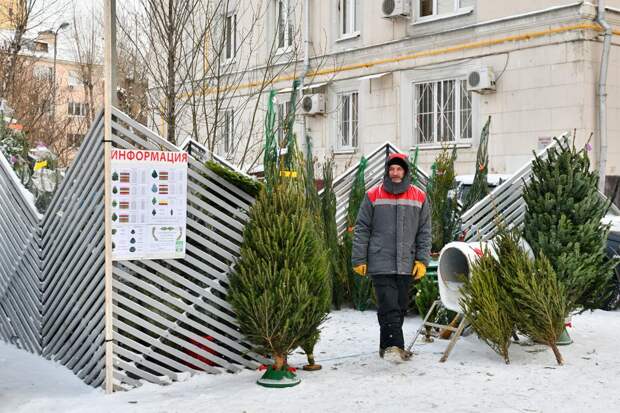 Елочный базар. Фото: Ю. Иванко / пресс-служба Мэра и Правительства Москвы