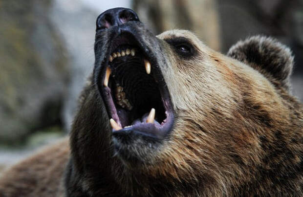 Американец снял на видео схватку медведей
