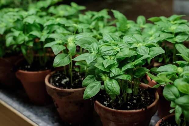 Самое денежное растение: как быстро вырастить базилик дома за 7 дней