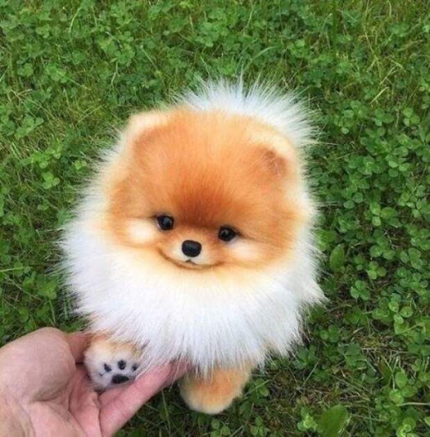 Красивые и милые щенки, которые вызовут у вас умиление