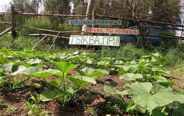 Смешные картинки с подписями  юмор, картинки, прикол