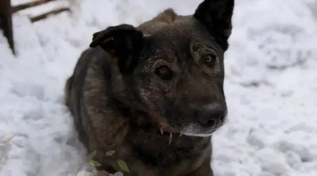 Управляющая "Додо Пиццы" уволилась после угроз из-за собаки: что известно к этому часу