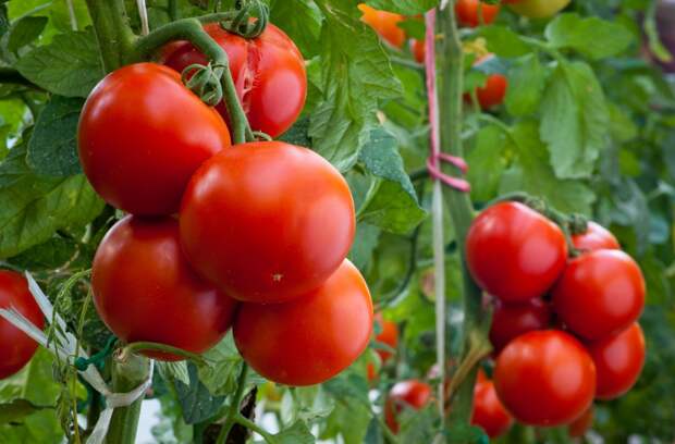 Посев томатов под зиму. Уникальный способ выращивания без рассады.