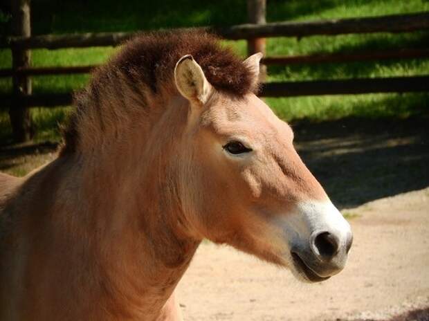 В США клонировали лошадь Пржевальского