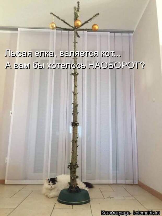 Лучшие котоматрицы недели (50 фото)