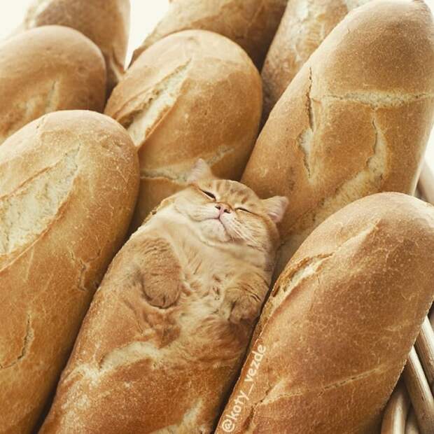 animals-photoshopped-cats-koty-vezde-145-5dad81490b837__880.jpg animals-photoshopped-cats-koty-vezde-145-5dad81490b837__880.jpg