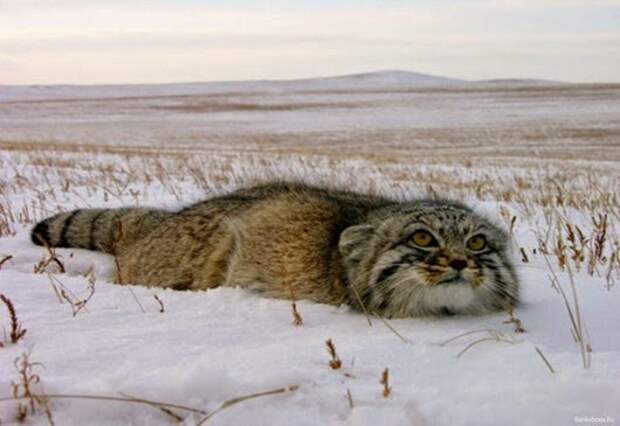 Bankoboev.Ru_kot_manul_v_snegu