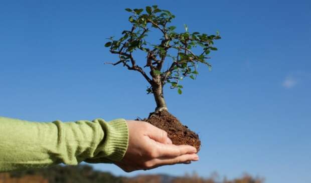 Сад: деревья нужно правильно высаживать. 