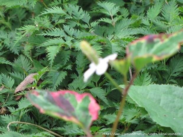 IMG_0987 (640x480, 226Kb)