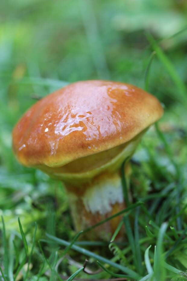 Маслёнок — съедобный гриб 2-й категории. Имеет коричневую маслянистую шляпку выпуклой или плоской формы и ножку (до 11 см). Произрастает как в лесах, так и в посадках. (Björn S...)