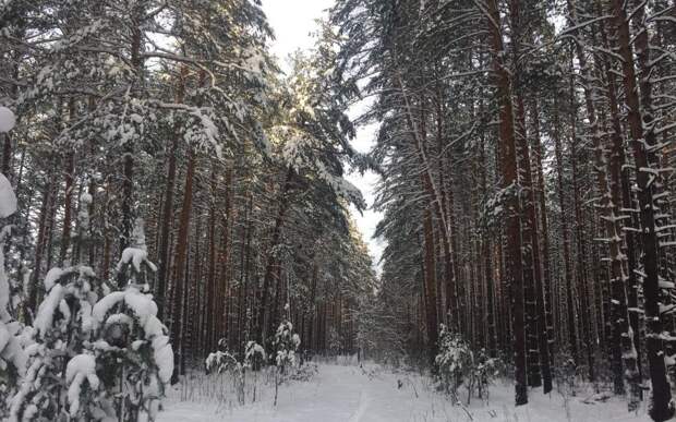 В Солотче произошло массовое отключение света из-за падения дерева