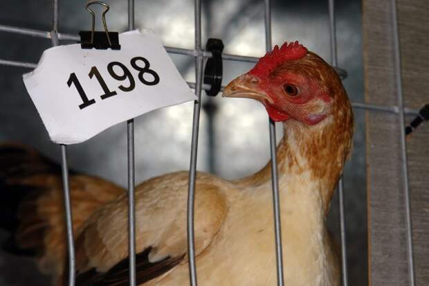 Работник Магнита рассказал всю правду о «накаченных курицах» ynews, еда, интересное, курица, магнит, накачивают, продажа