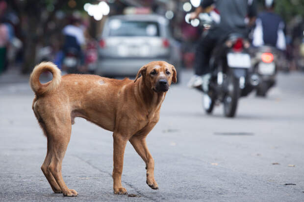 Верный пес неделями ждал хозяина после его смерти