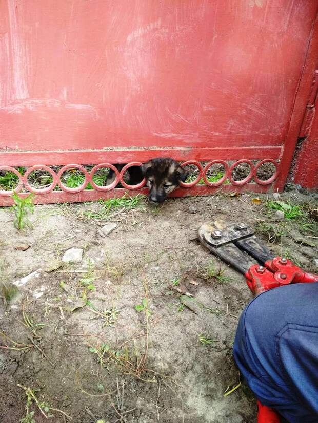 Cпасатели освободили щенка, который застрял в металлической ограде