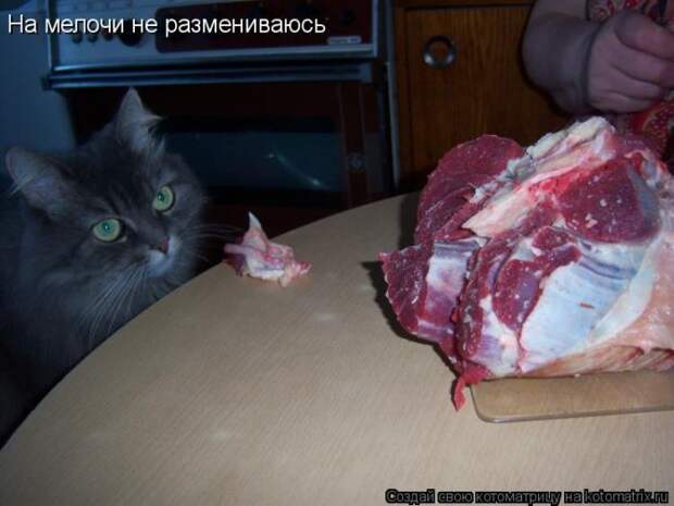 Лучшие котоматрицы недели (50 фото)