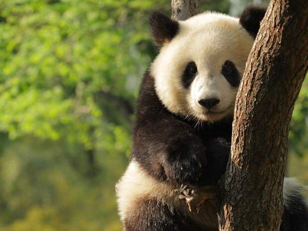 Панда-релакс животные, панды, релакс