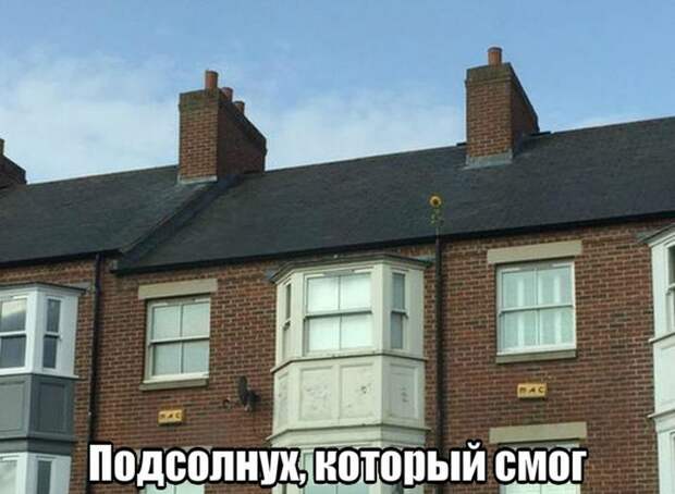 Картинки, юмор, приколы