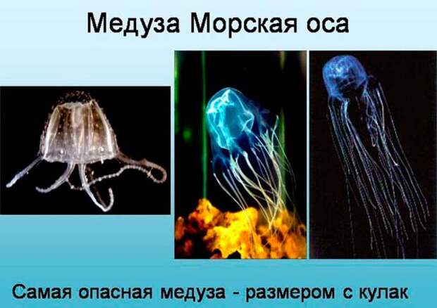 Самая опасная медуза в мире (Топ-5)