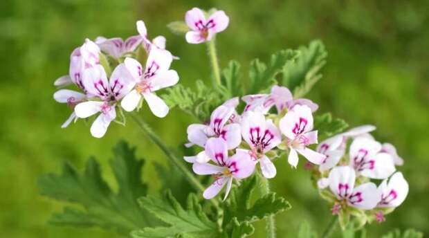 Серебристо-зеленая листва душистой герани (Pelargonium x fragrans) обладает сильным пряным ароматом