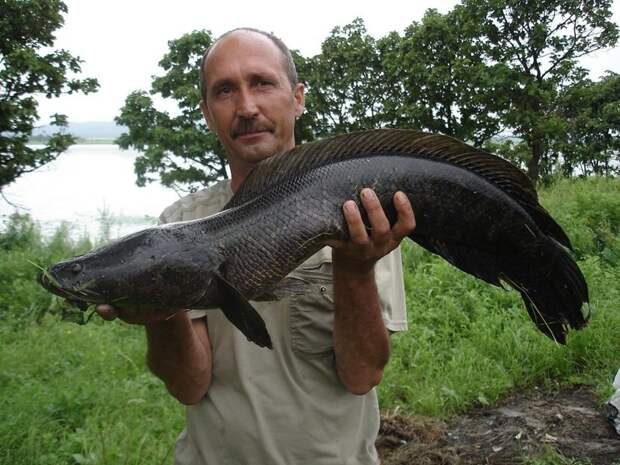 Две самые необычные рыбы России