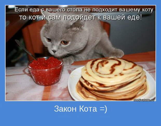 смешные картинки с едой и котами) (10)