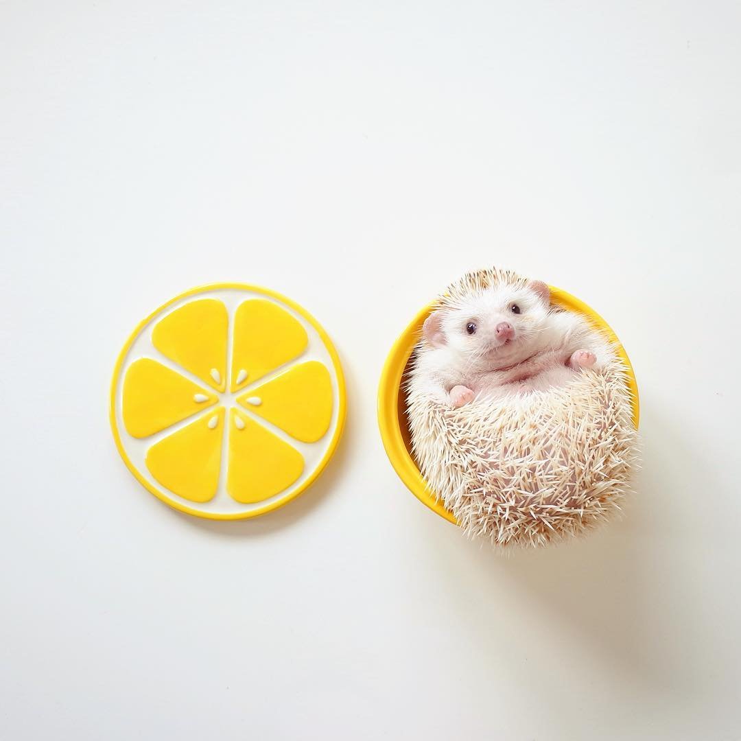 Домашний ёжик стал Instagram-моделью