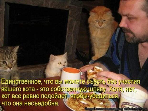Лучшие котоматрицы недели (28 шт)