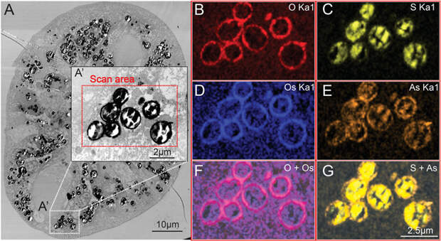 Рис. 4. Желтые гранулы в тонком кончике жаберного аппарата