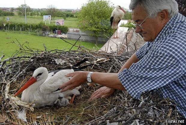 Местный житель Степан Вокич спас птицу от браконьеров — охотники повредили ей... 