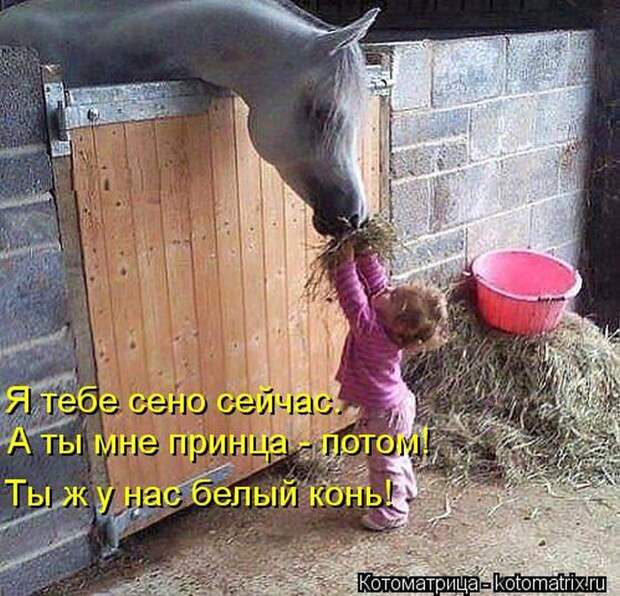 Лучшие котоматрицы недели Лучшие котоматрицы недели
