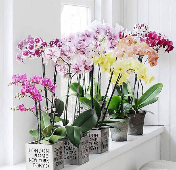 Правильный выбор окошка для орхидеи.