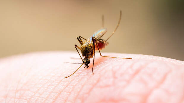 Биолог Удавлиев рассказал об эффективных средствах защиты от комаров
