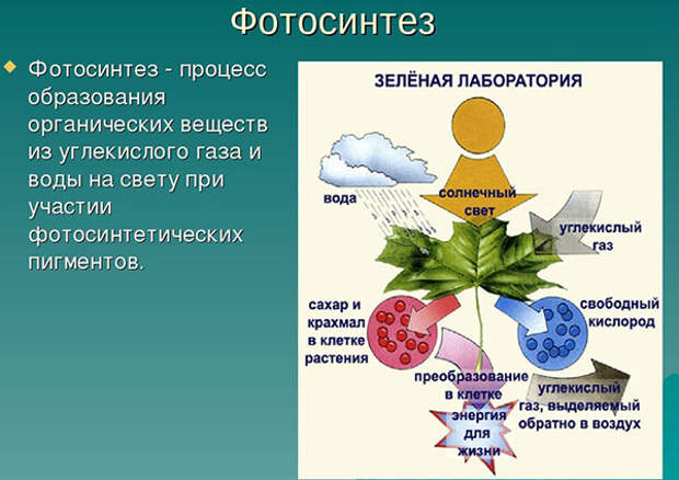 процесс фотосинтеза