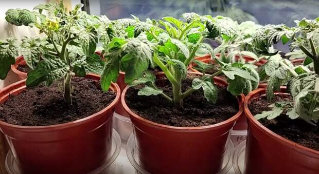 Как вырастить крепкую рассаду томатов: делимся хитростями