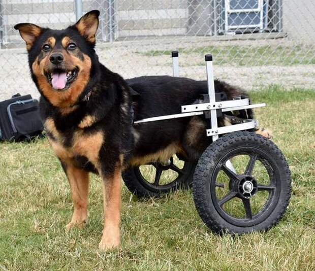 пес на инвалидной коляске
