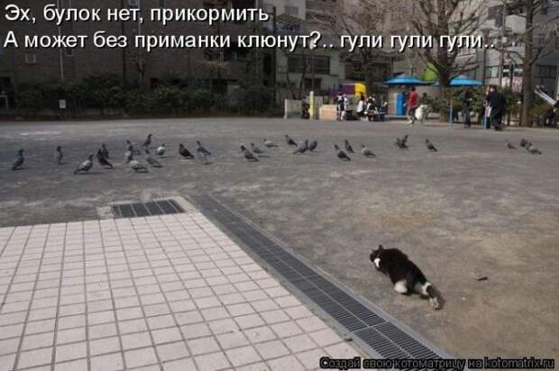 Лучшие котоматрицы недели (50 фото) Лучшие котоматрицы недели (50 фото)