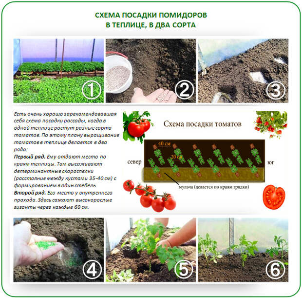 Схема посадки томатов в два сорта