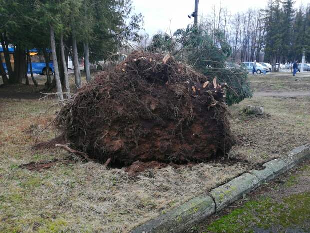 В Твери упавшее дерево чудом не задело автомобиль