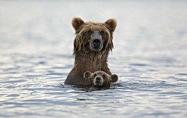семья животных-медведи