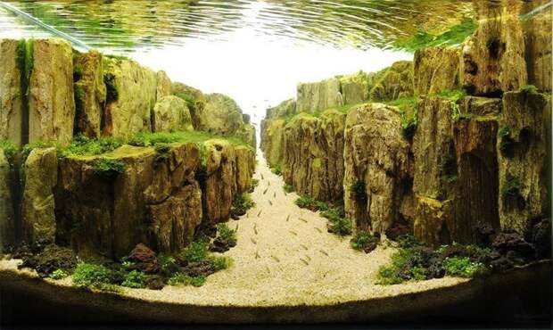 10. «Паломничество». Синтаро Мацуи, Япония, 2013 год. Пятое место на конкурсе. аквариум, конкурс, пейзаж