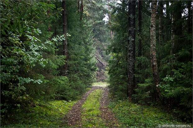 лес лесная дорога
